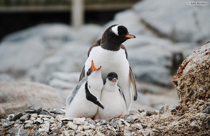 Antarctic_2020_11_Abenteuer und Wildtiere